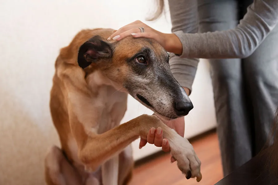 ¿Los Perros Olvidan el Maltrato? Recuperación Emocional Canina