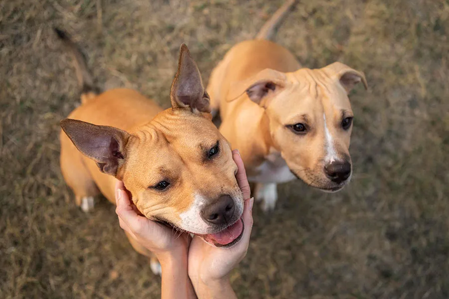 ¿Los Perros Imitan a Otros Perros? Comportamiento Social Canino