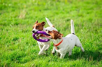 Cómo-socializar-a-mi-perro-con-otros-animales-y-personas