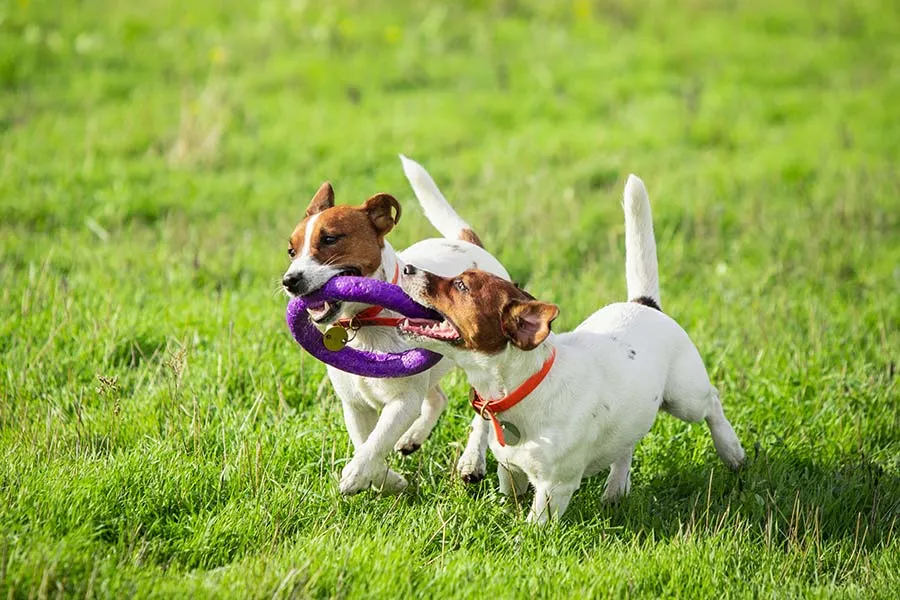 ¿Cómo socializar a mi perro con otros animales y personas?