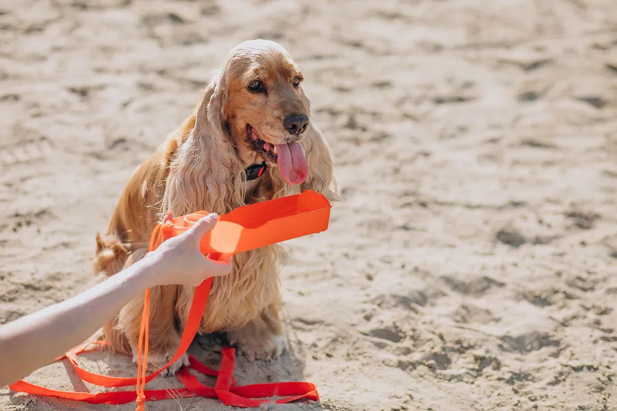 ¿Sudan los Perros? Regulación de Temperatura Canina