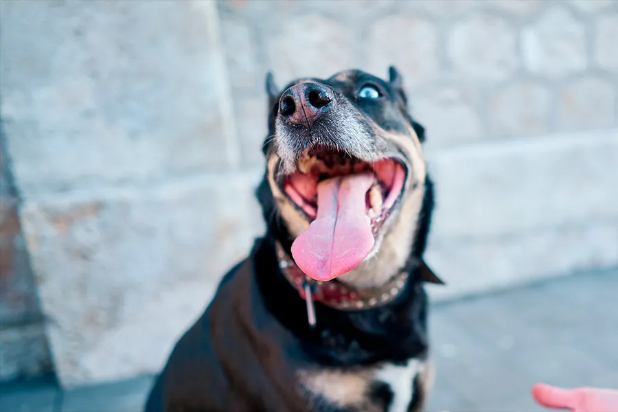 ¿Por qué algunos Perros de Raza Tienen el Paladar Negro?