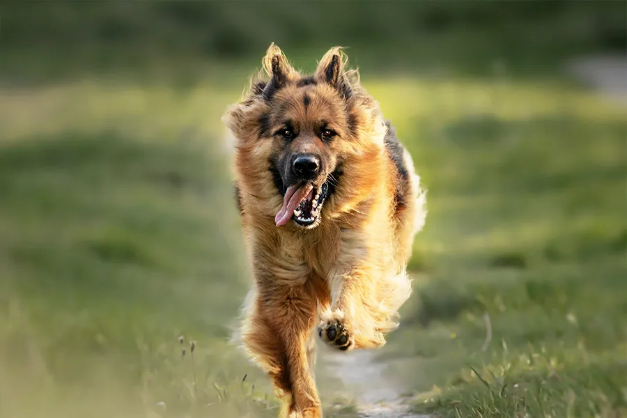 ¿Por qué los Perros de Raza Pura Pueden Tener Mayor Propensión a Enfermedades?