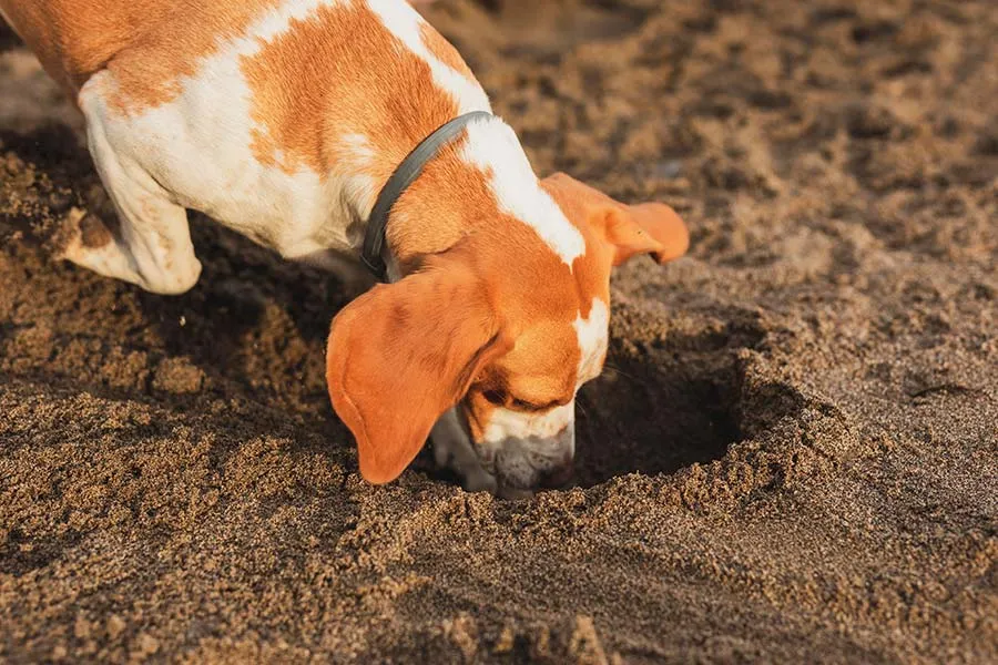 ¿Por qué los Perros Escarban? Comprendiendo este Comportamiento Canino