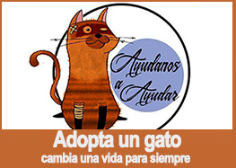 Protectora de Gatos en Leganes, colaboradora con Yundog en Leganes